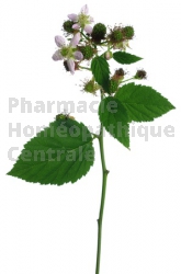 Rubus fructicosus Ronce bourgeon bronchite