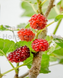 Rubus idaeus Framboisier bourgeon confort fémini