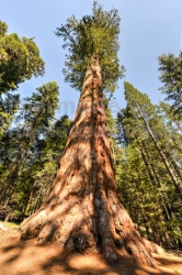 sequoia gigantea bourgeon souplesse aticulation