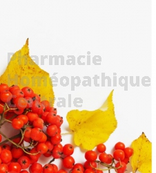 Sorbus domestica bourgeon circulation sanguine