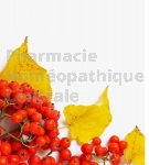 Sorbus domestica bourgeon - sorbier - cormier