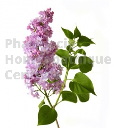 Syringa vulgaris bourgeon coeur artere