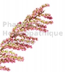 Tamarix gallica bourgeon - tamaris de France
