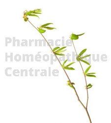 Tilia tomentosa bourgeon sommeil enfant bébé