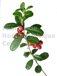 VACCINIUM VITIS Airelle