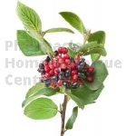 Viburnum lantana bourgeon - viorne lantane