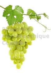 Vitis vinifera bourgeon douleur articulation