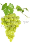 Vitis vinifera bourgeon